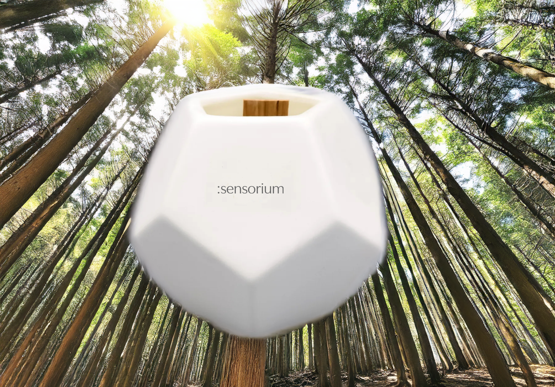Sensorium THE CEDARS Candle